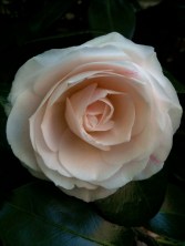 Art by Cristina Miranda de Almeida